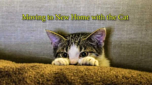 moving to new home with a cat