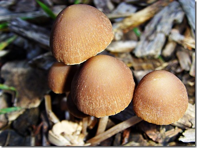 Mushrooms01