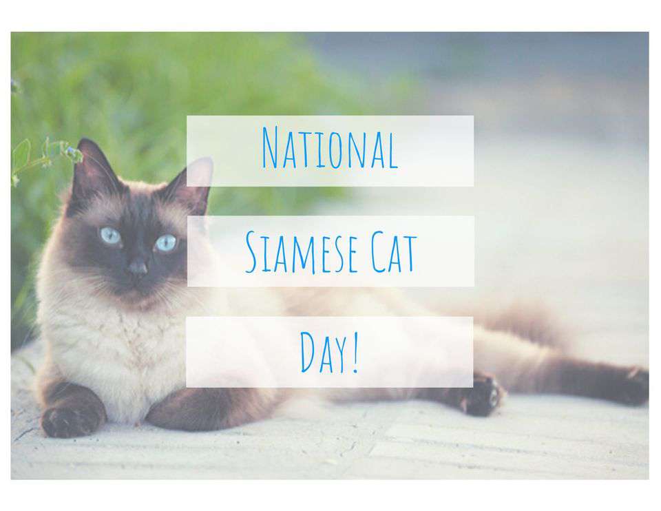 National Siamese Cat Day Wishes For Facebook