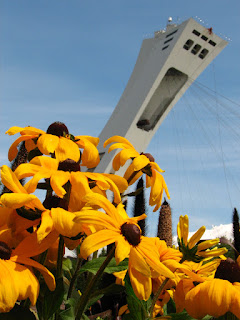 yellow flowers with tower