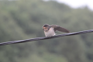 雨の中ツバメが巣立つ