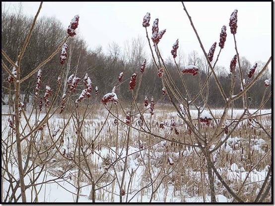 0220meadow2