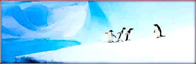 Antartica Penguins