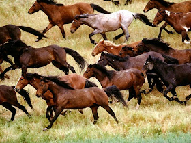 estampida caballos salvajes