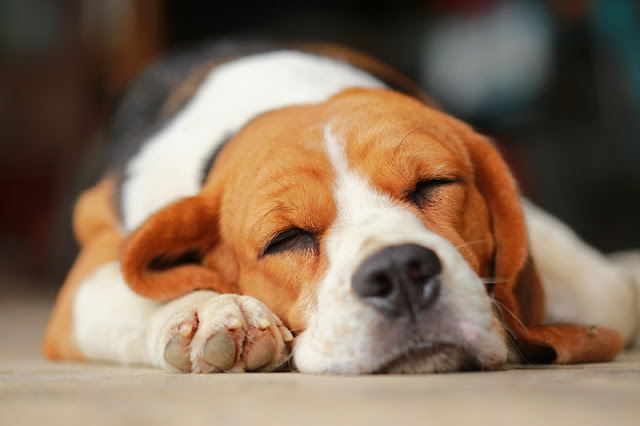 Sleeping beagle. Lab beagles can be successfully rehomed