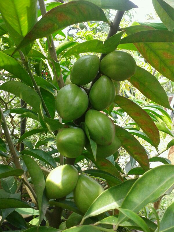 Manfaatkan masa menghasilkan kemanfaatan Pokok Mahkota  Dewa 