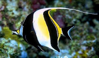 Moorish Idol