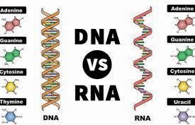 Perbedaan mendasar antara DNA dan RNA