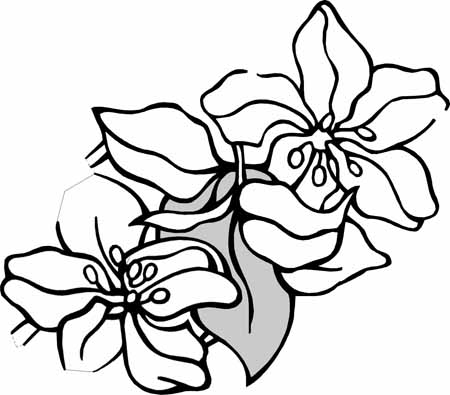 Flower Coloring Pages on Coloring Pages  Spring Flower Coloring Pages Collections 2010