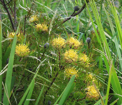 brand-leaved drumstick, Isopogon anemonifolius