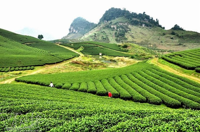 Green tea fields in Moc Chau Plateau