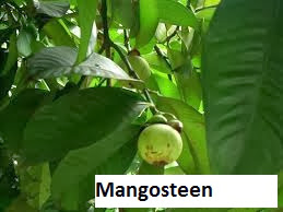 Mangosteen tree
