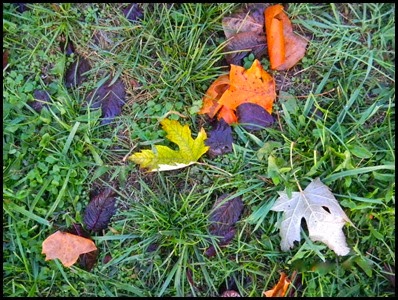 Autumn leaves