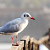 Brown Headed Gull