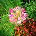 Candeluta (Cleome-Spider plant)