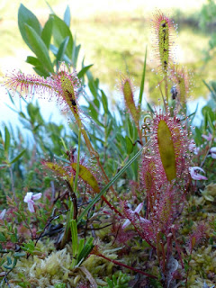 Droséra d'Angleterre - Rossolis d'Angleterre - Drosera anglica - Drosera longifolia