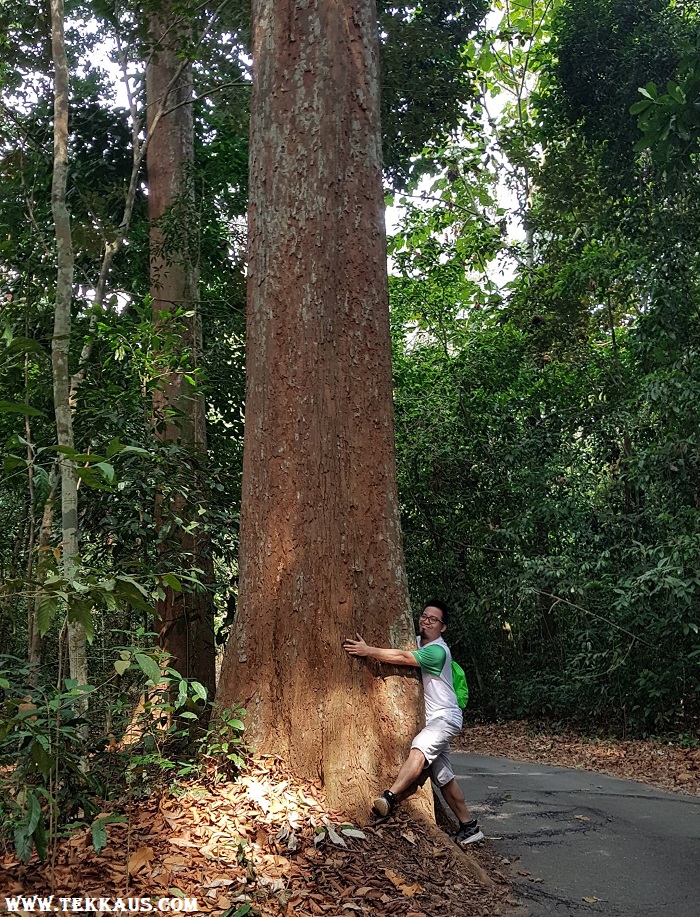 Hugging Trees in Taman Botanikal Melaka