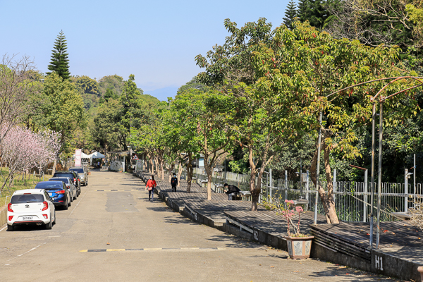 櫻花鳥森林上千棵櫻花結合蜀葵花、小火車、露營、美食、鸚鵡放飛秀