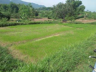 Pembibitan padi di dusun bajur desa bajur 