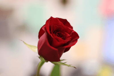 rose images download