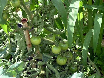 A truss of green tomatoes growing in the sun