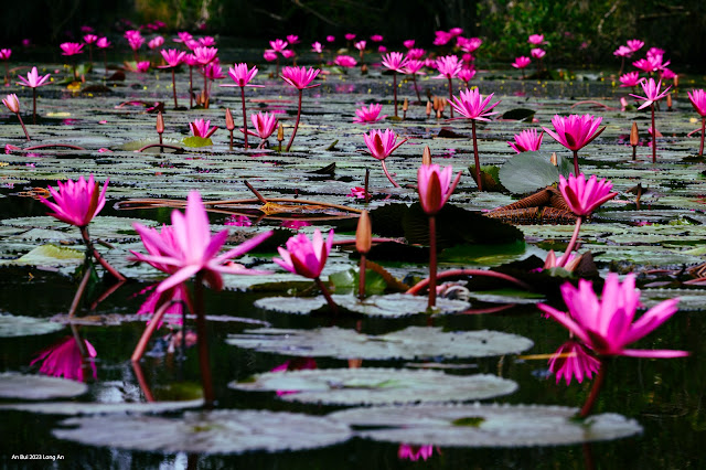 Water lily flower in Moc Hoa