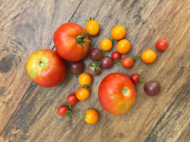 Tomates de distintos tamaños y colores sobre una mesa de madera