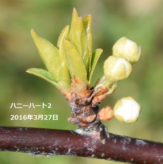 スモモハニーハートの花2