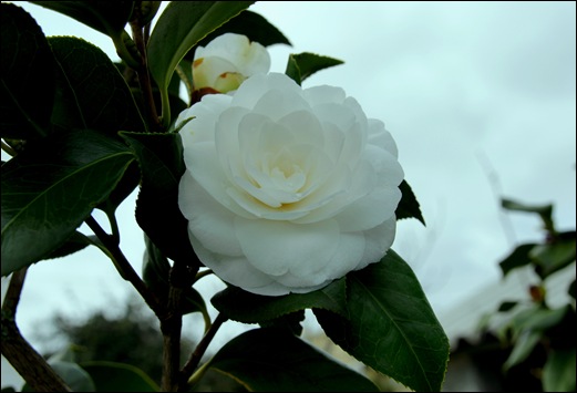 camélia branca - Gloria Ishizaka