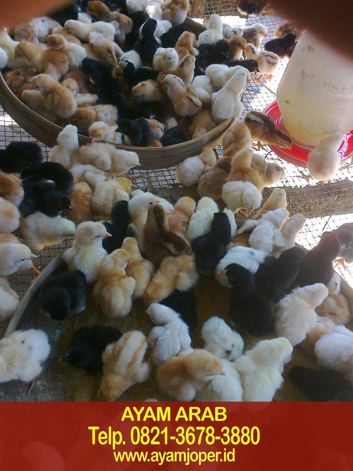 Jual Bibit Ayam Arab Petelur 