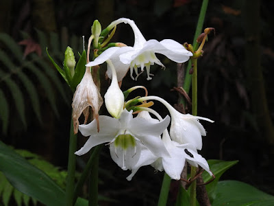 亞馬遜百合的花序