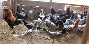 Analisa Modal Dalam Memulai Usaha Ternak Ayam Kampung