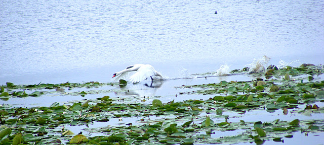 Mute Swan, Indre, France. Photo by Loire Valley Time Travel.