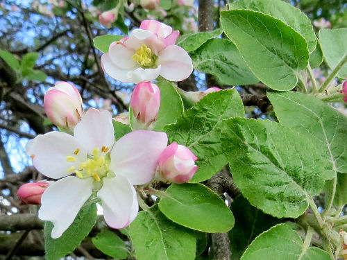 apple blossoms