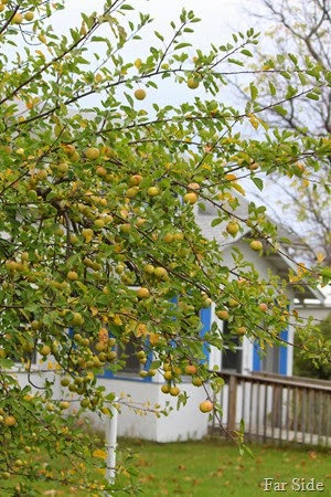 Crab apple tree