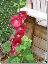 Hollyhock