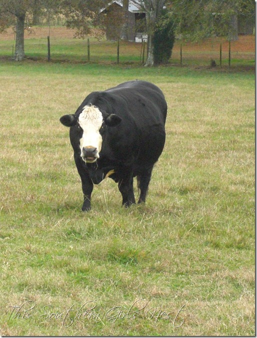 november 2009 068