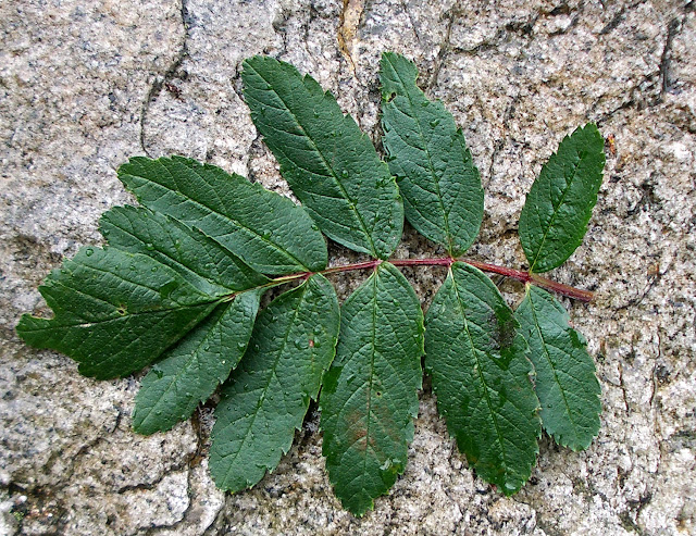 Хедлундия ложная Мейниха / Рябина ложная Мейниха (Hedlundia pseudomeinichii, =Sorbus pseudomeinichii)