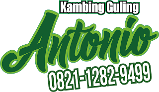 Kambing Guling Antonio,kambing guling,