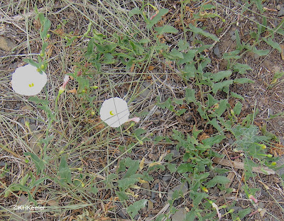 field bindweed, Convolvulus arvensis