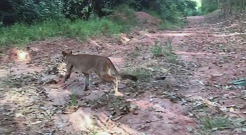 Filhote de onça-parda resgatada em Nova Odessa-SP volta à natureza