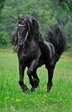 Fotografias de briosos caballos negros