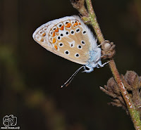 Mariposa Ícaro