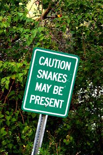 Snakes Spotted Ahead!