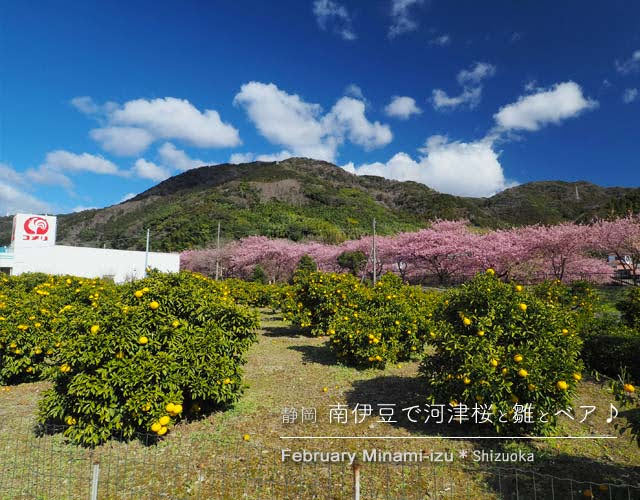 河津温泉橋近くの桜並木