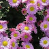 Kasımpatı (Chrysanthemun) Yetiştiriciliği