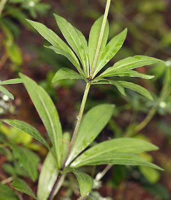 Лилия Келлога (Lilium kelloggii)