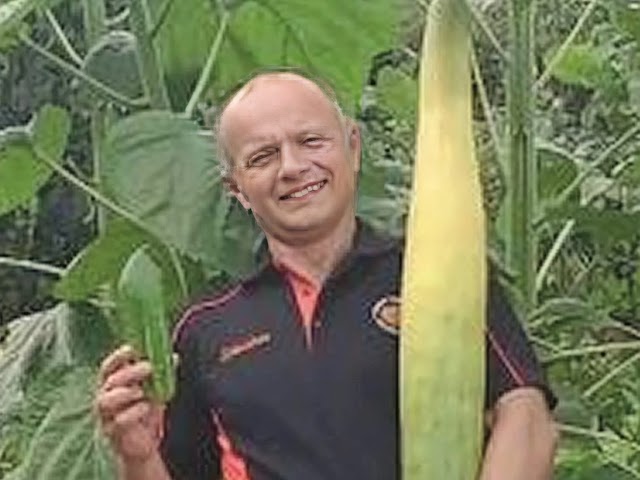 Homem conquista recorde mundial ao plantar o maior pepino do Mundo