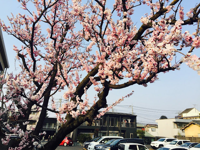 裏路地にはあんずが綺麗に咲いている。