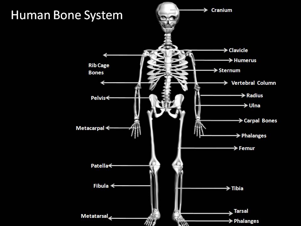Manash (Subhaditya Edusoft): Human Skeleton System : Boney ...